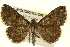  (Toxonprucha strigalis - BIOUG02043-G06)  @15 [ ] CreativeCommons - Attribution (2012) CBG Photography Group Centre for Biodiversity Genomics