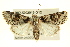  ( - BIOUG02043-G12)  @14 [ ] CreativeCommons - Attribution (2012) CBG Photography Group Centre for Biodiversity Genomics