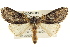  ( - BIOUG02043-H11)  @13 [ ] CreativeCommons - Attribution (2012) CBG Photography Group Centre for Biodiversity Genomics