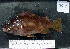  (Sebastes carnatus - BG-8)  @13 [ ] No Rights Reserved (2009) Unspecified Coastal Marine Biolabs