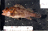  ( - BKO-2)  @11 [ ] No Rights Reserved (2009) Unspecified Coastal Marine Biolabs