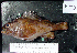  ( - RS-5)  @11 [ ] No Rights Reserved (2009) Unspecified Coastal Marine Biolabs