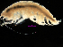  ( - MBI-SCCWRP-00102)  @11 [ ] CreativeCommons - Attribution Non-Commercial (2011) Southern California Coastal Water Research Southern California Coastal Water Research