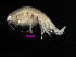  ( - MBI-SCCWRP-00105)  @13 [ ] CreativeCommons - Attribution Non-Commercial (2011) Southern California Coastal Water Research Southern California Coastal Water Research