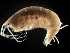  (Photis brevipes - MBI-SCCWRP-00135)  @11 [ ] CreativeCommons - Attribution Non-Commercial (2011) Southern California Coastal Water Research Southern California Coastal Water Research