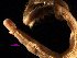  ( - MBI-SCCWRP-00183)  @12 [ ] CreativeCommons - Attribution Non-Commercial (2011) Southern California Coastal Water Research Southern California Coastal Water Research