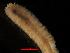  ( - MBI-SCCWRP-00276)  @12 [ ] CreativeCommons - Attribution Non-Commercial (2011) Southern California Coastal Water Research Southern California Coastal Water Research