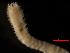  (Prionospio jubata - MBI-SCCWRP-00286)  @11 [ ] CreativeCommons - Attribution Non-Commercial (2011) Southern California Coastal Water Research Southern California Coastal Water Research
