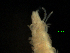  (Syllis heterochaeta - MBI-SCCWRP-00319)  @11 [ ] CreativeCommons - Attribution Non-Commercial (2011) Southern California Coastal Water Research Southern California Coastal Water Research