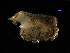 (Lyonsia californica - MBI-SCCWRP-00334)  @11 [ ] CreativeCommons - Attribution Non-Commercial (2011) Southern California Coastal Water Research Southern California Coastal Water Research