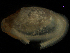  (Macoploma - MBI-SCCWRP-00335)  @11 [ ] CreativeCommons - Attribution Non-Commercial (2011) Southern California Coastal Water Research Southern California Coastal Water Research