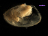  (Theora - MBI-SCCWRP-00355)  @11 [ ] CreativeCommons - Attribution Non-Commercial (2011) Southern California Coastal Water Research Southern California Coastal Water Research
