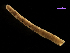  (Lineus bilineatus - MBI-SCCWRP-00364)  @12 [ ] CreativeCommons - Attribution Non-Commercial (2011) Southern California Coastal Water Research Southern California Coastal Water Research