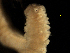  (Spiophanes norrisi - MBI-SCCWRP-00438)  @12 [ ] CreativeCommons - Attribution Non-Commercial (2012) Southern California Coastal Water Research Southern California Coastal Water Research