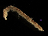  (Haliophasma geminata - MBI-SCCWRP-00545)  @13 [ ] CreativeCommons - Attribution Non-Commercial (2012) Southern California Coastal Water Research Southern California Coastal Water Research