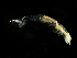  (Chondrochelia - MBI-SCCWRP-00546)  @13 [ ] CreativeCommons - Attribution Non-Commercial (2012) Southern California Coastal Water Research Southern California Coastal Water Research