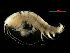  ( - MBI-SCCWRP-00573)  @13 [ ] CreativeCommons - Attribution Non-Commercial (2012) Southern California Coastal Water Research Southern California Coastal Water Research