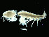  ( - MBI-SCCWRP-00574)  @12 [ ] CreativeCommons - Attribution Non-Commercial (2012) Southern California Coastal Water Research Southern California Coastal Water Research