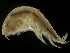  ( - MBI-SCCWRP-00575)  @14 [ ] CreativeCommons - Attribution Non-Commercial (2012) Southern California Coastal Water Research Southern California Coastal Water Research