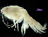  (Ampelisca careyi - MBI-SCCWRP-00580)  @14 [ ] CreativeCommons - Attribution Non-Commercial (2012) Southern California Coastal Water Research Southern California Coastal Water Research