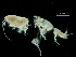  ( - MBI-SCCWRP-00581)  @12 [ ] CreativeCommons - Attribution Non-Commercial (2012) Southern California Coastal Water Research Southern California Coastal Water Research
