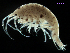  (Photis sp. OC1 - MBI-SCCWRP-00607)  @11 [ ] CreativeCommons - Attribution Non-Commercial (2012) Southern California Coastal Water Research Southern California Coastal Water Research