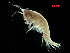  (Photis - MBI-SCCWRP-00618)  @13 [ ] CreativeCommons - Attribution Non-Commercial (2012) Southern California Coastal Water Research Southern California Coastal Water Research