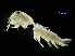  (Rhachotropis sp. A - MBI-SCCWRP-00627)  @12 [ ] CreativeCommons - Attribution Non-Commercial (2012) Southern California Coastal Water Research Southern California Coastal Water Research