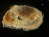  (Tellina sp - MBI-SCCWRP-00642)  @12 [ ] CreativeCommons - Attribution Non-Commercial (2012) Southern California Coastal Water Research Southern California Coastal Water Research