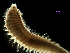  ( - MBI-SCCWRP-00659)  @11 [ ] CreativeCommons - Attribution Non-Commercial (2013) Southern California Coastal Water Research Project Southern California Coastal Water Research