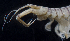  (Sinocorophium - MBI-SCCWRP-00050)  @13 [ ] CreativeCommons - Attribution Non-Commercial Share-Alike (2010) R. Martinez Lara City of San Diego