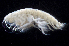  ( - MBI-SCCWRP-00057)  @13 [ ] CreativeCommons - Attribution Non-Commercial Share-Alike (2010) R. Martinez Lara City of San Diego