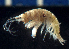  (Photis californica - MBI-SCCWRP-00074)  @13 [ ] CreativeCommons - Attribution Non-Commercial Share-Alike (2010) R. Martinez Lara City of San Diego