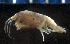  (Photis sp - MBI-SCCWRP-00081)  @13 [ ] CreativeCommons - Attribution Non-Commercial Share-Alike (2010) R. Martinez Lara City of San Diego