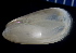  (Mytilidae incertae sedis - MBI-SCCWRP-00084)  @12 [ ] CreativeCommons - Attribution Non-Commercial Share-Alike (2010) R. Martinez Lara City of San Diego