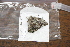  ( - FLMNH-05009)  @12 [ ] CreativeCommons - Attribution Non-Commercial Share-Alike (2011) Fernando M. S. Dias McGuire Center for Lepidoptera and Biodiversity - UF