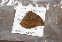  ( - FLMNH-05013)  @12 [ ] CreativeCommons - Attribution Non-Commercial Share-Alike (2011) Fernando M. S. Dias McGuire Center for Lepidoptera and Biodiversity - UF