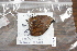  ( - FLMNH-05014)  @12 [ ] CreativeCommons - Attribution Non-Commercial Share-Alike (2011) Fernando M. S. Dias McGuire Center for Lepidoptera and Biodiversity - UF