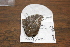  ( - FLMNH-05016)  @12 [ ] CreativeCommons - Attribution Non-Commercial Share-Alike (2011) Fernando M. S. Dias McGuire Center for Lepidoptera and Biodiversity - UF