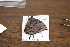  ( - FLMNH-05017)  @12 [ ] CreativeCommons - Attribution Non-Commercial Share-Alike (2011) Fernando M. S. Dias McGuire Center for Lepidoptera and Biodiversity - UF