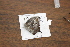  ( - FLMNH-05027)  @12 [ ] CreativeCommons - Attribution Non-Commercial Share-Alike (2011) Fernando M. S. Dias McGuire Center for Lepidoptera and Biodiversity - UF