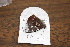  ( - FLMNH-05034)  @12 [ ] CreativeCommons - Attribution Non-Commercial Share-Alike (2011) Fernando M. S. Dias McGuire Center for Lepidoptera and Biodiversity - UF