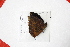  (Memphis polycarmes - FLMNH-05042)  @12 [ ] CreativeCommons - Attribution Non-Commercial Share-Alike (2011) Fernando M. S. Dias McGuire Center for Lepidoptera and Biodiversity - UF