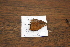  (Memphis anassa - FLMNH-05047)  @12 [ ] CreativeCommons - Attribution Non-Commercial Share-Alike (2011) Fernando M. S. Dias McGuire Center for Lepidoptera and Biodiversity - UF