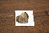  ( - FLMNH-05053)  @12 [ ] CreativeCommons - Attribution Non-Commercial Share-Alike (2011) Fernando M. S. Dias McGuire Center for Lepidoptera and Biodiversity - UF