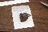 ( - FLMNH-05055)  @12 [ ] CreativeCommons - Attribution Non-Commercial Share-Alike (2011) Fernando M. S. Dias McGuire Center for Lepidoptera and Biodiversity - UF