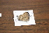  (Memphis cleomestra - FLMNH-05056)  @12 [ ] CreativeCommons - Attribution Non-Commercial Share-Alike (2011) Fernando M. S. Dias McGuire Center for Lepidoptera and Biodiversity - UF