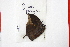  (Memphis cluvia - FLMNH-05059)  @12 [ ] CreativeCommons - Attribution Non-Commercial Share-Alike (2011) Fernando M. S. Dias McGuire Center for Lepidoptera and Biodiversity - UF