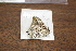  (Polygrapha - FLMNH-05068)  @12 [ ] CreativeCommons - Attribution Non-Commercial Share-Alike (2011) Fernando M. S. Dias McGuire Center for Lepidoptera and Biodiversity - UF