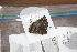  ( - FLMNH-05076)  @12 [ ] CreativeCommons - Attribution Non-Commercial Share-Alike (2011) Fernando M. S. Dias McGuire Center for Lepidoptera and Biodiversity - UF